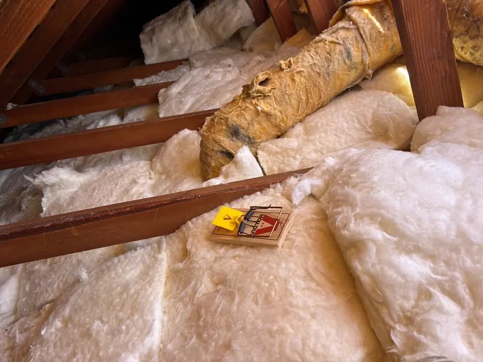Rodent trap on contaminated attic insulation